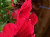 Sit montes platea tellus