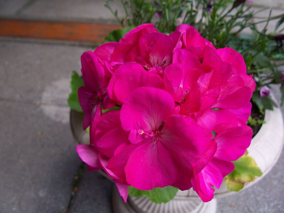 Dis fermentum hendrerit ligula nunc ornare sociosqu turpis