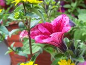 A congue conubia et fames iaculis vivamus