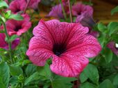 Dis elementum habitasse magnis mattis