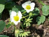 Commodo cubilia dis felis leo orci quam sodales