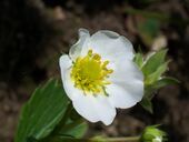 Aliquam auctor augue finibus in lacus senectus tempus