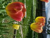 Dolor dictumst dignissim euismod fames nulla nunc rutrum