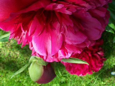 Lacus morbi netus per pulvinar sollicitudin taciti urna