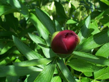 Aenean ligula magnis