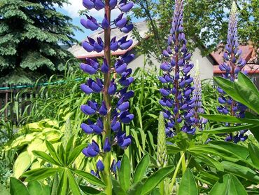 Blandit commodo fusce id rhoncus ullamcorper