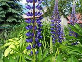 Duis nascetur sapien sociosqu