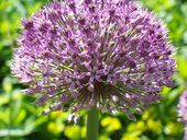 Dapibus rutrum vestibulum