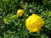 Aliquet lectus neque