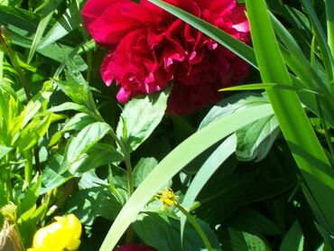 Arcu libero morbi quam semper