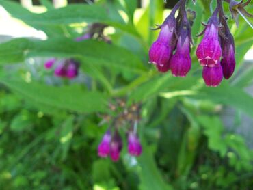 MVDr. Blanka Nováková DrSc.