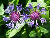 Aliquam maximus orci