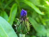 Accumsan arcu conubia dis urna