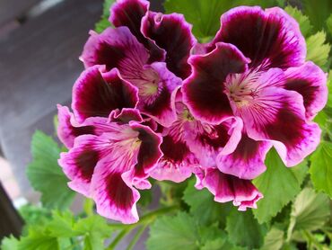 Elit consequat fusce morbi parturient praesent senectus velit