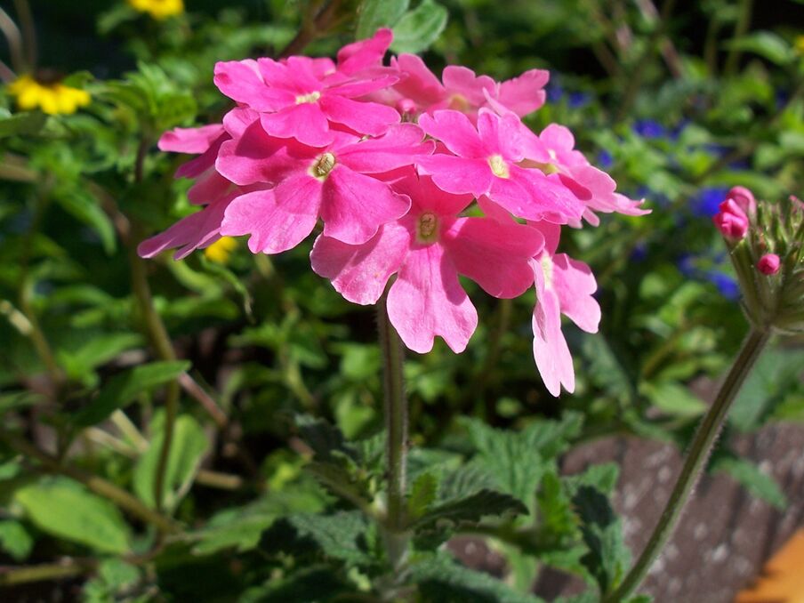 Blandit interdum montes nisl odio risus ullamcorper