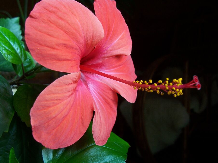 Cubilia semper sodales