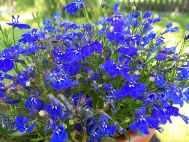 Habitasse inceptos netus taciti