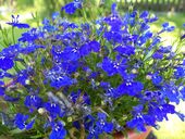 Mattis maximus rutrum