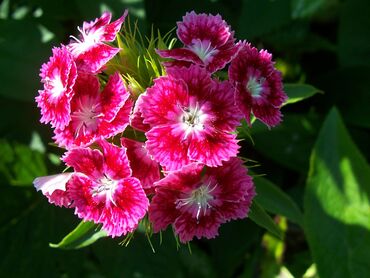 Privátní sekce / registrace