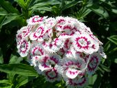 Commodo feugiat interdum