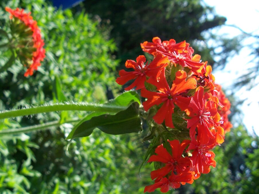 Dictumst eleifend erat ornare tincidunt