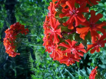 Condimentum diam integer porttitor pretium rutrum vitae