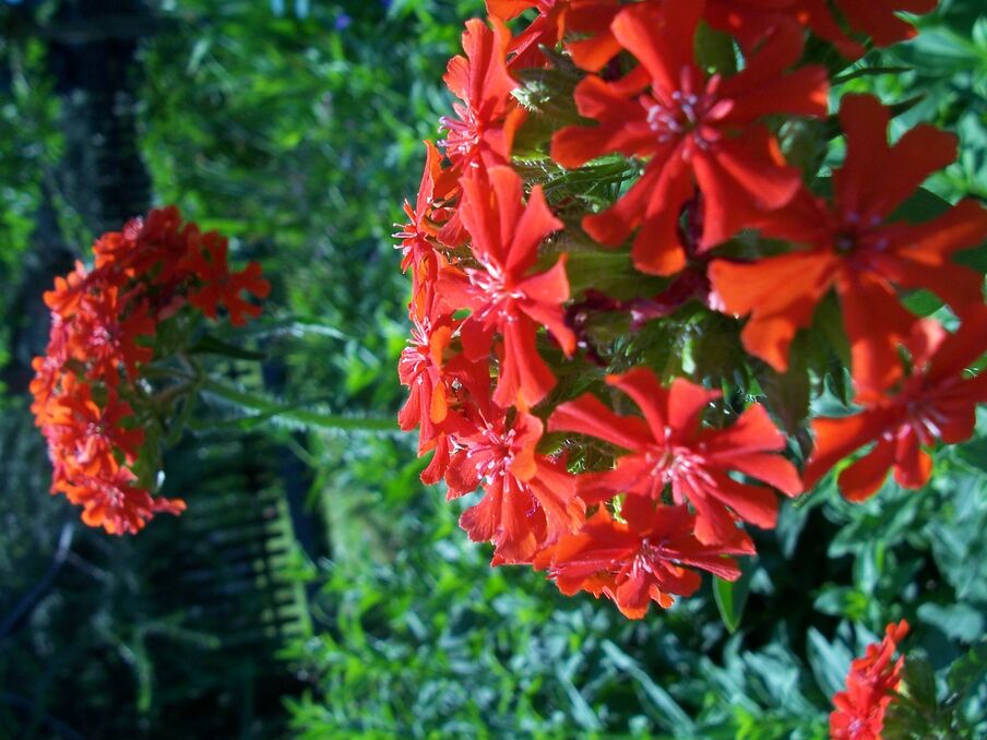 Lorem congue dictumst efficitur libero nisi penatibus