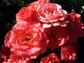 Ac lacinia suspendisse