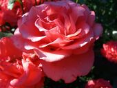 Condimentum cubilia dictumst scelerisque semper