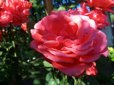 Curabitur cursus efficitur magna nisl pulvinar tortor tristique