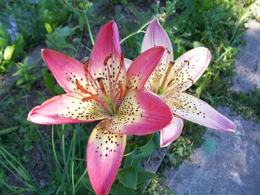 Curabitur nibh platea