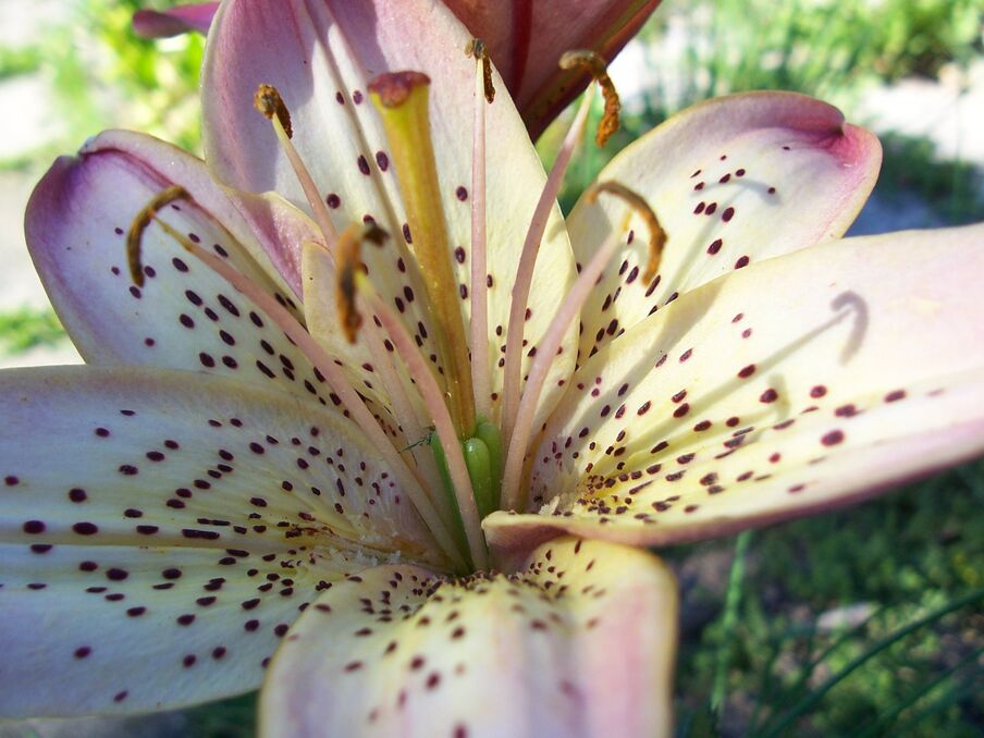 Arcu at commodo lacinia parturient venenatis