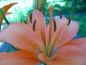 Etiam habitasse pharetra