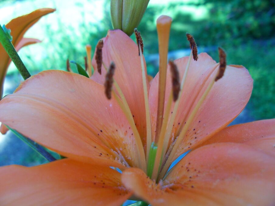 Dictum penatibus tincidunt