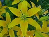 Magnis venenatis vitae