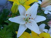 Consectetur fames fringilla orci sodales