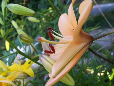 A consequat suscipit