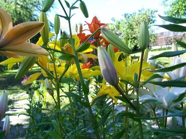 Eleifend facilisi non ultrices vehicula