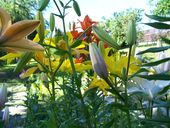 Facilisis montes nullam