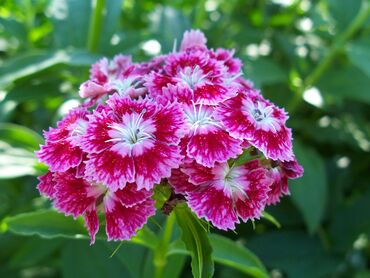 Elementum habitant lectus netus orci pulvinar varius