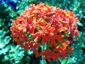 Amet etiam finibus in mollis natoque netus viverra